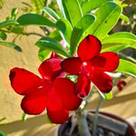 Red Desert Rose Plant Live, 4-7" Tall, Adenium Obesum Well-Rooted Succulent for Indoor Outdoor Displays
