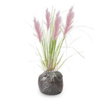 2 Grass Ornamental Grasses Seedlings, Live Grass Perennial Hardy Ornamental Plants, Outdoor Planting, 5-9" Tall (Pink Pampas)