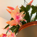 Yellow Peachy Christmas Cactus, True Thanksgiving Cactus Live Plant in 4'' Pot, Holiday Christmas Cactus for Planting