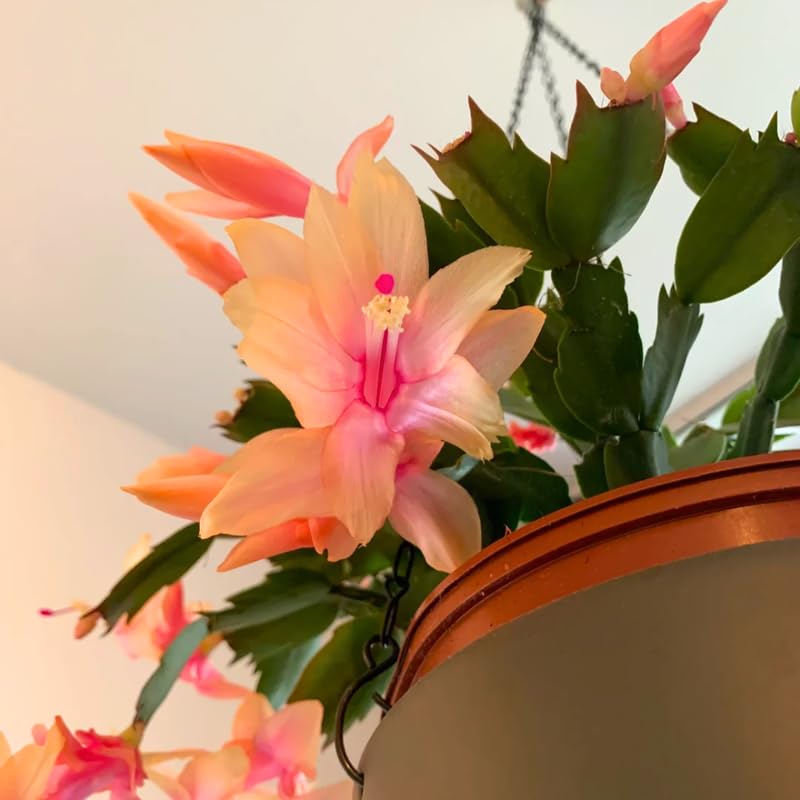 Yellow Peachy Christmas Cactus, True Thanksgiving Cactus Live Plant in 4'' Pot, Holiday Christmas Cactus for Planting