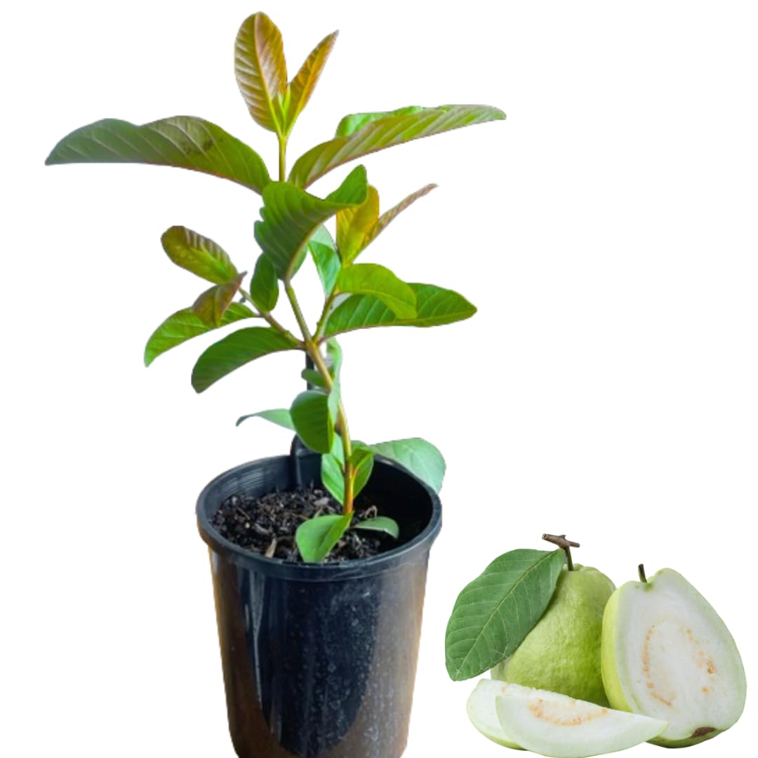 Set 4 Guava Live Plants, Guava Trees, White Guava Trees Live Plant, 4"-8" in Tall, Guava Trees Plant Live in 4" Pot, Guava for Gardening