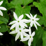 3 Climbing Jasmine Live Plants for Indoor Outdoor Planting, White Jasmine Plants Live, Fragrant, 5-8" in Tall, Hardy