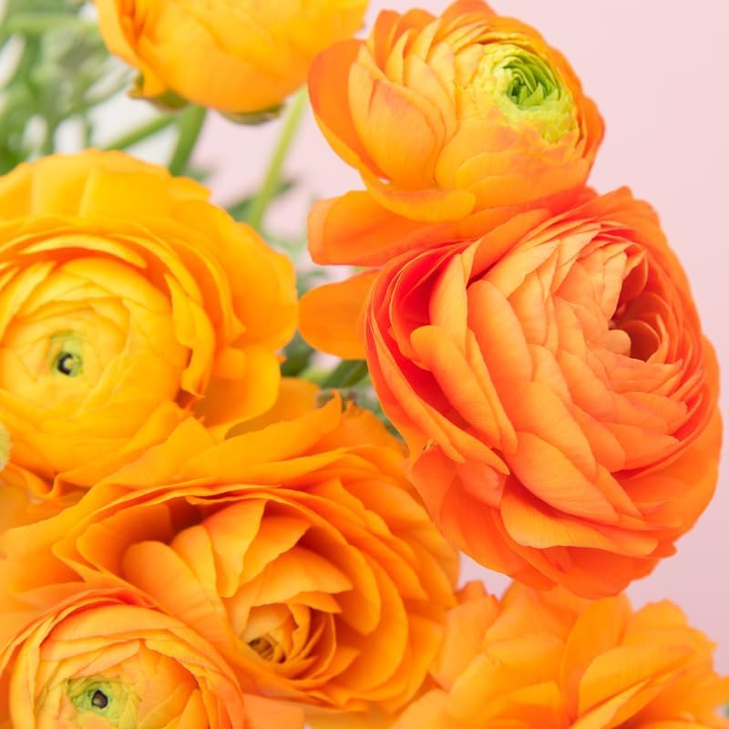 25 Ranunculus Bulbs for Spring Planting, Perennial Flowers Bulbs for Gardens, Vibrant Peony Buttercup Corms for Outdoor Borders (Orange Ranunculus)