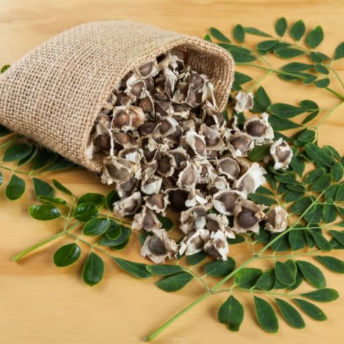 Moringa Live Plant, 16-24 Inch Malunggay Trees Live Plants, Perennial Moringa Plants Live in Pot