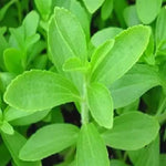 Set 2 of Stevia Plants Live, Herb Plant Live Stevia Plant for Garden