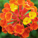 Set 2 Bright Orange Lantana Live Plants for Planting Outdoors, Lantana Plants Live, Well Rooted,Perennial Flower Planting