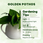 Golden Pothos Plant Live 4'' Pot, Indoor Houseplant Well Rooted, Hanging Planter or Basket Growing