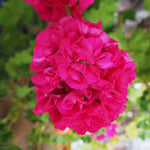 3 Pink Geraniums Live Plants, Live Geranium Plant, 3 Inc to 6 Inc Tall, Geranium Live Plants Geranium Flower Plant