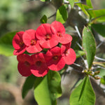 Red Crown of Thorn Live Plant, Euphorbia Milii Succulent Plant Potted 4-7 Inch Tall, Live Indoor Houseplant