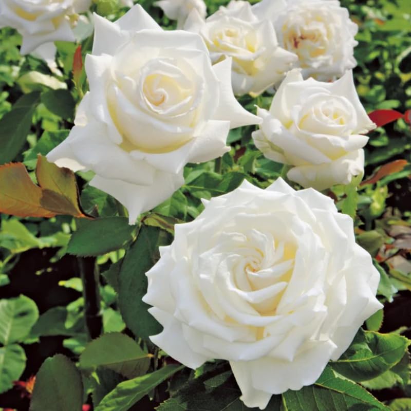 Rose Plant Live, Fragrant Heirloom Flower Bush, 5-10 Inch Tall, Grows as Climbing or Shrub for Outdoor Garden, No Pot (White Rose)