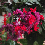 Red Purple Bleeding Heart Live Plant, 6-8 Inch Clerodendrum Live Plant, Clerodendrum Bleeding Heart Vine - Perennial Flower, Well Rooted Starter Plant