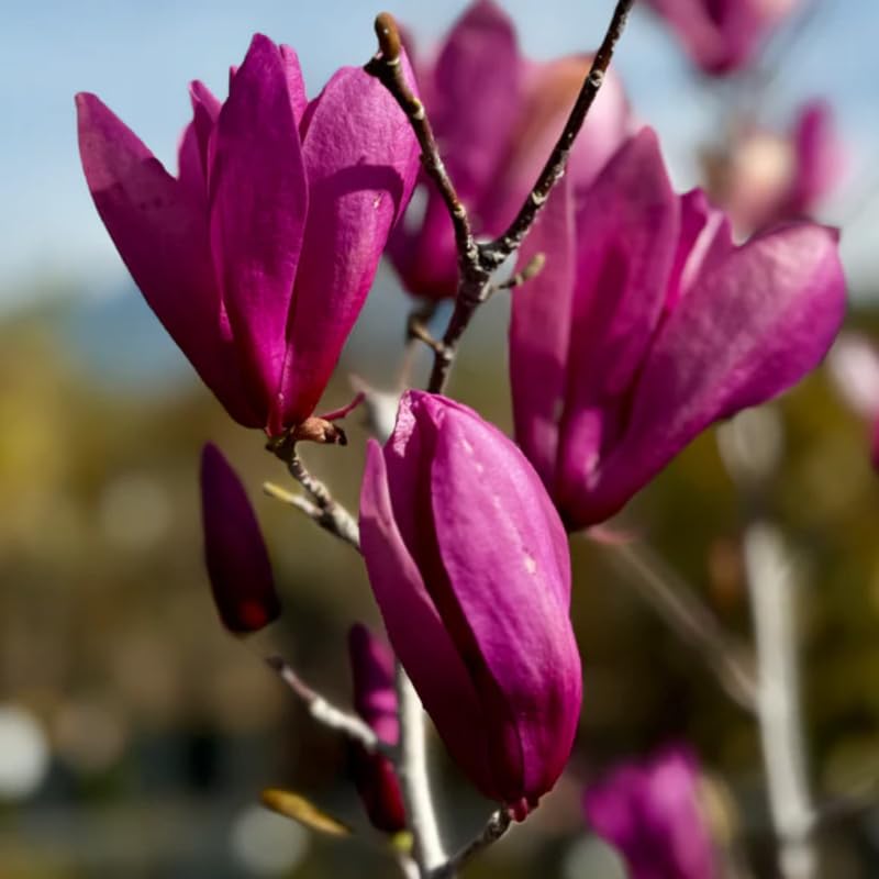 Dormant Ann Magnolia Tree Live Plant 4-8 Inches, Pink Blooms Magnolia Bush, Fragrant Magnolia for Growing