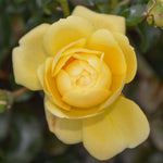 Rose Plant Live, Fragrant Heirloom Flower Bush, 5-10 Inch Tall, Grows as Climbing or Shrub for Outdoor Garden, No Pot (Yellow Rose)