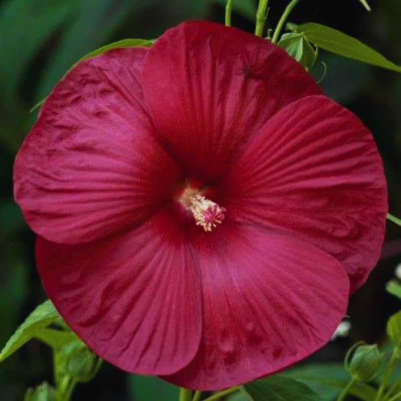 Hardy Hibiscus Plant Live, Red Hibiscus Tree Live Plant, 5 to 7 Inches Tall Live Plant, Perennial Hibiscus Flower Growing