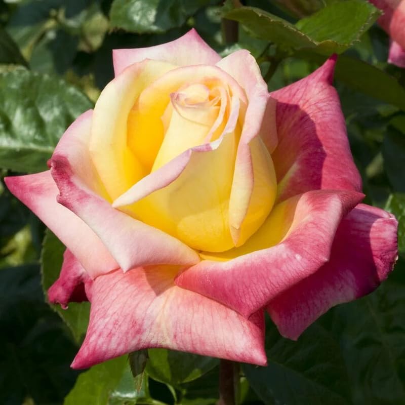 Rose Bush Live Plant, Fragrant Hybrid Tea Rose Flowers Well Rooted Plant, 5-10 Inc Tall for Planting Indoor Outdoor (Peace Rose)
