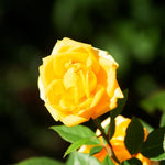 Tree Rose Live Plant 4 Inches Tall, Rose Bush Starter Plant, No Pot, Outdoor Garden Can Train As Climbing Roses (Sunrosa Yellow)