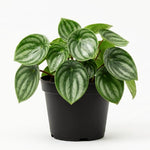 Peperomia Plant Live, Peperomia Live in 3.5 Inches Pot, Tropical Houseplant for Indoor Planting, Compact Plant for Home Office Decor, 4 to 6 Inches Tall (Variegated Peperomia)