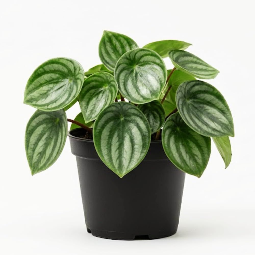 Peperomia Plant Live, Peperomia Live in 3.5 Inches Pot, Tropical Houseplant for Indoor Planting, Compact Plant for Home Office Decor, 4 to 6 Inches Tall (Variegated Peperomia)