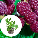 2 Raspberry Plants Live for Planting, Golden Raspberry Everbearing, Very Large and Sweet Raspberries, Well-Rooted Zones 4-8 (Purple Glencoe)