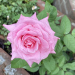 Rose Bush Live Plant, Hybrid Tea Rose Plant Live, 5-9 Inch Tall, Fragrant Flowers Tree, Well-Rooted 1 Year Old, No Pot (Pink Rose)