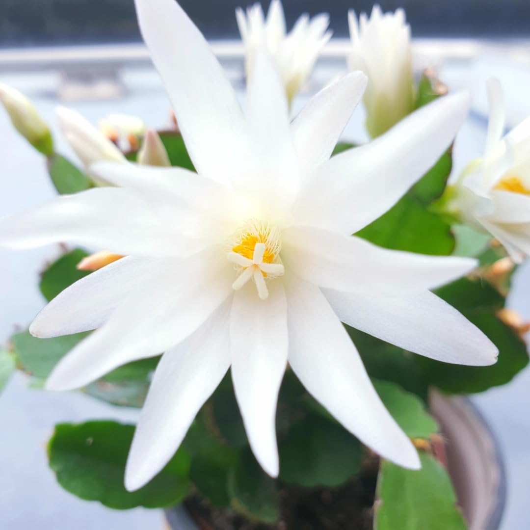 Easter Cactus Plants Live, Spring Bloom, Cold Hardy, 5-9" in Tall, No Pot, Starter Holiday Cactus Plant for Indoor Outdoor Houseplants (White)