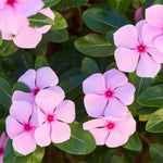2 Pink Vinca Plants Live Ground Cover, 3-6" Tall Trailing Vinca Flowers for Garden Beds, Pots, Outdoor Landscaping, in Pot
