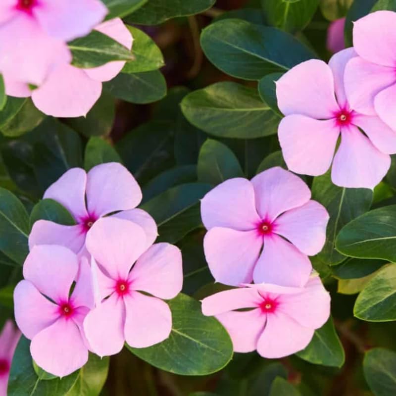 2 Pink Vinca Plants Live Ground Cover, 3-6" Tall Trailing Vinca Flowers for Garden Beds, Pots, Outdoor Landscaping, in Pot