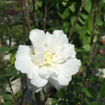 White Rose of Sharon Plant, Hardy Hibiscus Bush Shrub Well-Rooted 7-13" Tall Althea Shrub with Summer Blooms for Outdoor Landscape