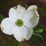 White Dogwood Tree Live Plant, Flowering Dogwood Tree, 6 to 12 Inches in Height