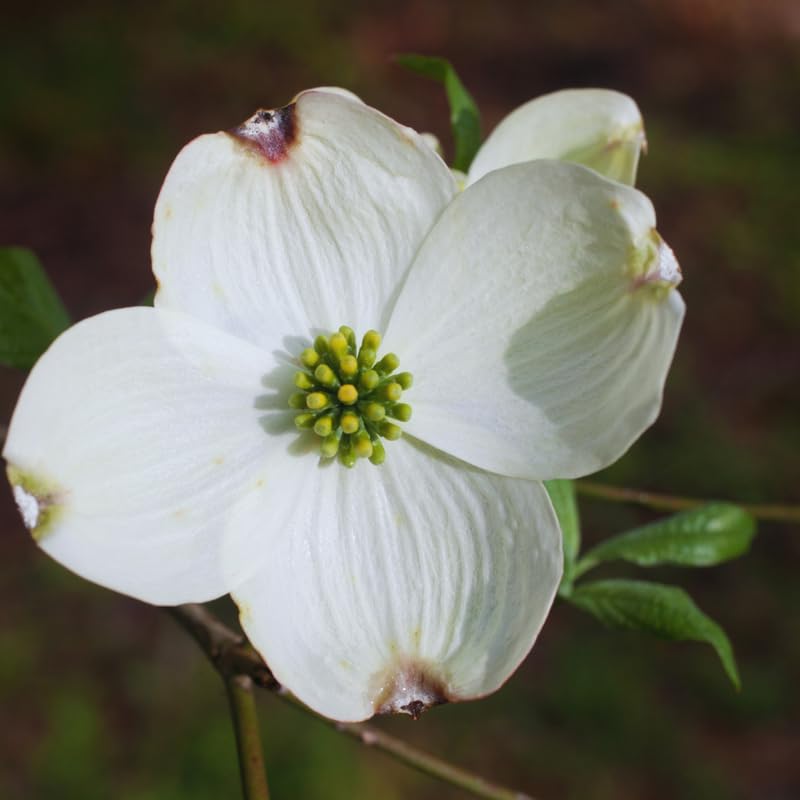 White Dogwood Tree Live Plant, Flowering Dogwood Tree, 6 to 12 Inches in Height