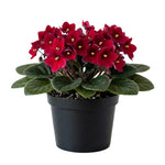 African Violets Live Plant, Red African Violet Plant, 3-5 Inches Tall, Vibrant Blooms, Easy Care Indoor Flowering Plants for Home and Office Decoration