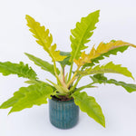 Fire Philodendron Plant Live, Rare Tropical Variegated Live Indoor Houseplant, Starter Plants No Pot, 5-9" in Tall