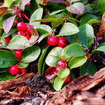 Gaultheria Cherry Live Plant, Teaberry Plants, Colorful Red Berries Plant for Winter, 4 to 7 Inch Tall