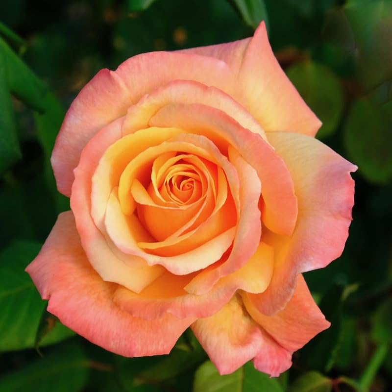 Rose Bush Live Plant, Fragrant Hybrid Tea Rose Flowers Well Rooted Plant, 5-10 Inc Tall for Planting Indoor Outdoor (Sunset Rose)