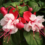 Red Fuchsia Plant Live 4'' Pot, Hardy Flowering Fuchsia Starter 3-6'' Tall, Hanging Basket or Patio Garden Plants, 2 Plants per Pot
