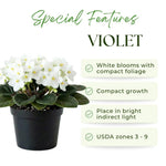 African Violets Live Plant, White African Violet Plant, 3-5 Inches Tall, Vibrant Blooms, Easy Care Indoor Flowering Plants for Home and Office Decoration