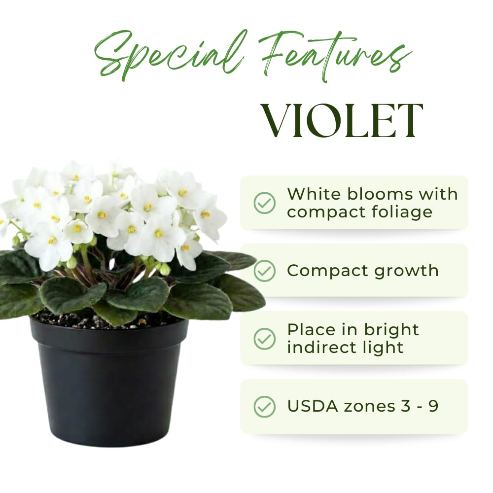 African Violets Live Plant, White African Violet Plant, 3-5 Inches Tall, Vibrant Blooms, Easy Care Indoor Flowering Plants for Home and Office Decoration