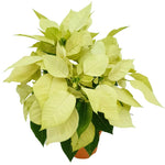 2 Poinsettia Plants Live, Green Poinsettia Flowers Christmas Decorations, Holiday Houseplant, Poinsettias Trees Plants, No Pot, 5-9" Tall