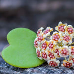 Set 2 Hoya Live Plants, Combo Hoya Tricolor Carnosa and Hoya Kerri Heart Plant, 4 to 8 Inches, Hoya Flower Plant, Variegated Hoya