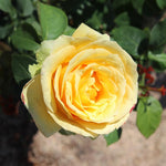 Rose Bush Live Plant for Gardening, Hardy Fragrant Rose Flower Plant, 5 to 10 Inch Tall, Ideal for Outdoor Planting (Yellow Rose)