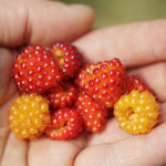 Salmonberry Plant