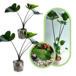 Colocasia Esculenta, Colocasia Live Plant, Elephant Ears Live Plant, Esculenta Taro Live Houseplant, 5-8 Inc Tall, No Pot (Rare Colocasia)