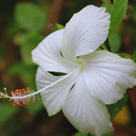 Hibiscus Plant Live, Hardy Hibiscus Tree Live Plant from 4 to 8 Inches in Height, Perennial Hibiscus Flower, White Flower