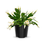 White Easter Cactus Plants Live, Christmas Cactus Thanksgiving Cactus Like Plants Live, Well-Rooted Cold Hardy, Holiday Cactus for Indoor Outdoor Planting, 4-8 Inc Tall, Starter Tree