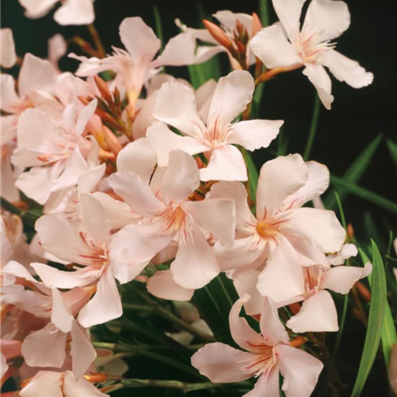 Set 2 Oleander Plants Live, Flowering Oleander Bush Shrub Ready to Grow Outdoor, 5-7 Inch Tall