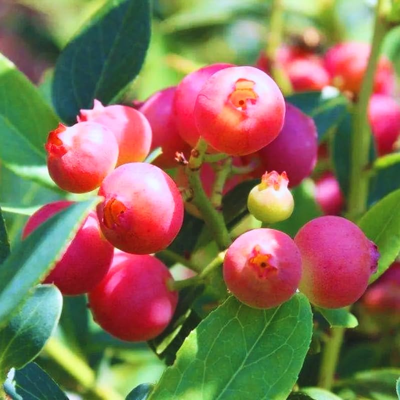 2 Blueberry Trees Live Plant for Planting, 5-10" Tall, Blueberry Plant Live, Sweet Blueberry Bush Live Plant, Large Blueberries Fruit Bareroot (Pink Lemonade Blueberry)