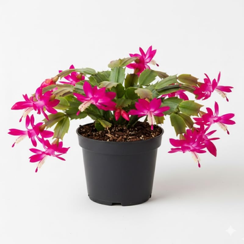 Pink Purple Christmas Cactus Plants Live in 4 Inch Pot, Perennial Christmas Thanksgiving Cactus Plants Potted, Vibrant Flower Holiday Houseplant Indoors Outdoors