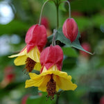 2 Abutilon Lantern Plants Live, Red Abutilon Plants 2-5 Inches Plugs, Ornamental Plants for Garden, Patio Containers and Indoor Decor