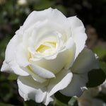 Rose Plant Live, Fragrant Heirloom Flower Bush, 5-10 Inch Tall, Grows as Climbing or Shrub for Outdoor Garden, No Pot (White Rose)