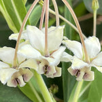 4 Milkweed Plants Live, White Butterfly Milkweed Asclepias Tuberosa Perennial Wildflowers Swamp Common Bush, 5-9" in Tall, No Pot
